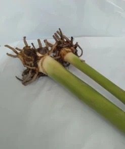 2 Canna Lily Rhizomes Live – Mixed Color Flowering Plant Bulbs – Tropical Garden - Image 3