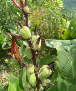 2 Canna Lily Rhizomes Live – Mixed Color Flowering Plant Bulbs – Tropical Garden - Image 4