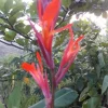 2 Canna Lily Rhizomes Live – Mixed Color Flowering Plant Bulbs – Tropical Garden - Image 1