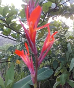 2 Canna Lily Rhizomes Live – Mixed Color Flowering Plant Bulbs – Tropical Garden - Image 1
