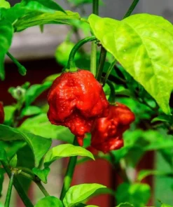 2 Carolina Reaper Pepper Live Plants - Hot Red Chili, 4-6 Inch Tall, Outdoor - Image 3