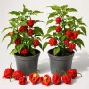 2 Carolina Reaper Pepper Live Plants - Hot Red Chili, 4-6 Inch Tall, Outdoor - Image 1