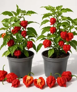 2 Carolina Reaper Pepper Live Plants - Hot Red Chili, 4-6 Inch Tall, Outdoor - Image 1