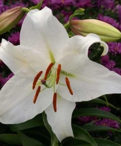 2 Casa Blanca Oriental Lily Flower Bulbs - Perennial White Outdoor Blooms - Image 2