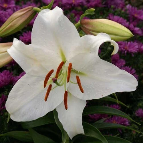 2 Casa Blanca Oriental Lily Flower Bulbs - Perennial White Outdoor Blooms - Image 2