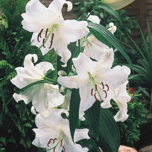 2 Casa Blanca Oriental Lily Flower Bulbs - Perennial White Outdoor Blooms - Image 1