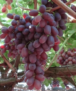 2 Crimson Seedless Grape Vine Plants - 1-2 Yr Old Live Plant - Outdoor - Image 1