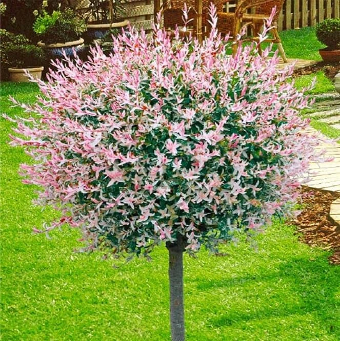 2 Dappled Nishiki Willow Shrubs Live Plants 6-12" Tall in 2.5" Pots Outdoor - Image 4