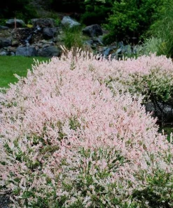 2 Dappled Nishiki Willow Shrubs Live Plants 6-12