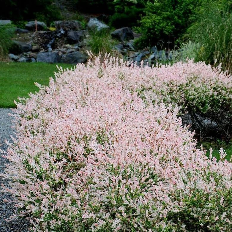 2 Dappled Nishiki Willow Shrubs Live Plants 6-12" Tall in 2.5" Pots Outdoor - Image 6