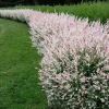 2 Dappled Nishiki Willow Shrubs Live Plants 6-12" Tall in 2.5" Pots Outdoor - Image 1