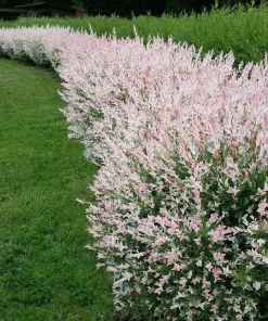 2 Dappled Nishiki Willow Shrubs Live Plants 6-12" Tall in 2.5" Pots Outdoor - Image 1