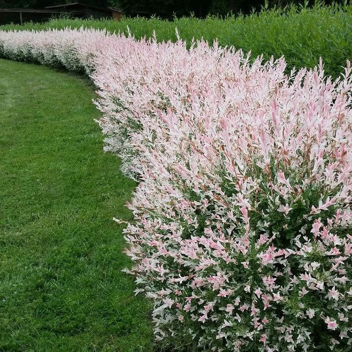 2 Dappled Nishiki Willow Shrubs Live Plants 6-12" Tall in 2.5" Pots Outdoor - Image 1