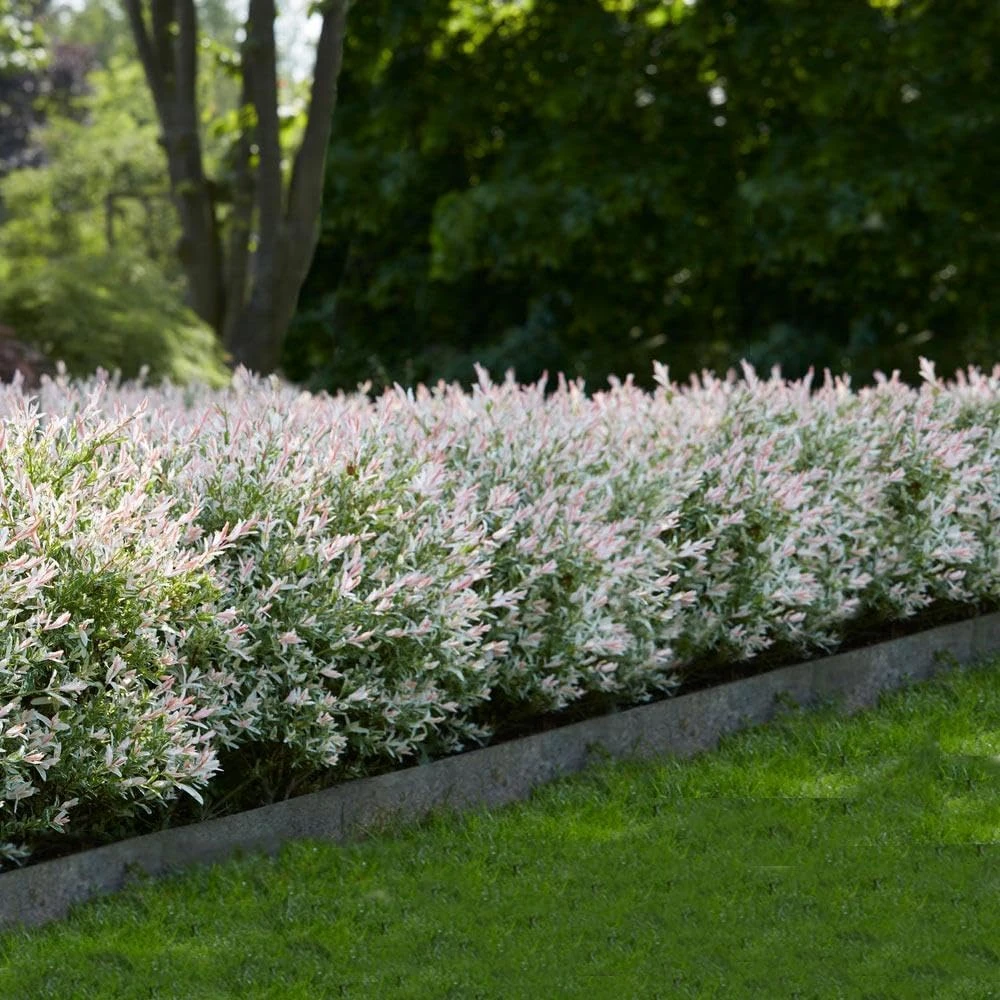 2 Dappled Nishiki Willow Shrubs Live Plants 6-12" Tall in 2.5" Pots Outdoor - Image 7