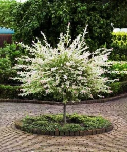 2 Dappled Nishiki Willow Shrubs Live Plants 6-12