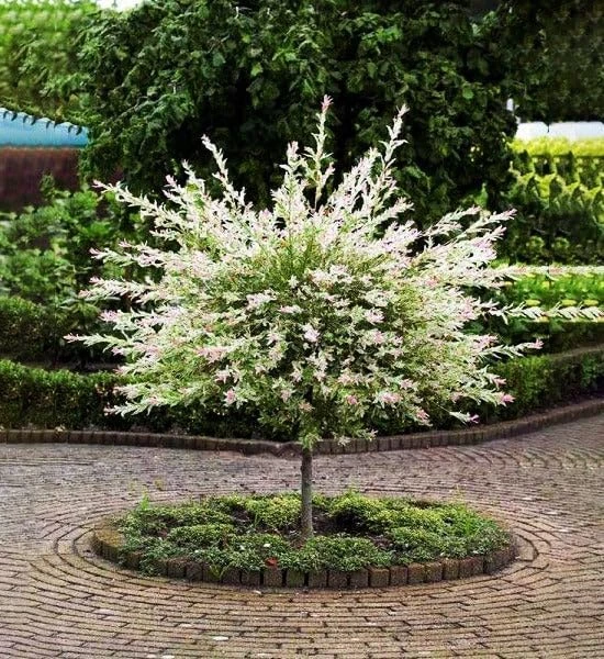 2 Dappled Nishiki Willow Shrubs Live Plants 6-12" Tall in 2.5" Pots Outdoor - Image 8