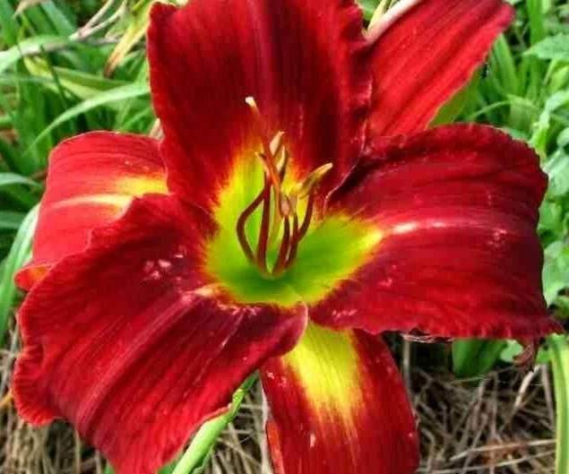2 Daylily Breathless Beauty Live Perennial Flower Bulbs - Outdoor - Image 4