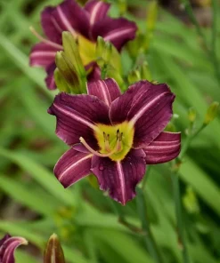 2 Daylily MARY REED Live Perennial Flower Bulbs Bare Root Plants Outdoor Multicolor - Image 2