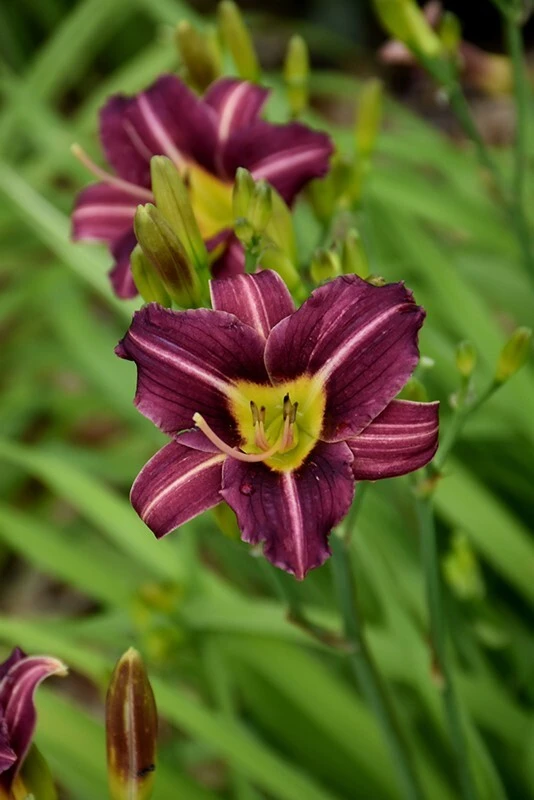 2 Daylily MARY REED Live Perennial Flower Bulbs Bare Root Plants Outdoor Multicolor - Image 2