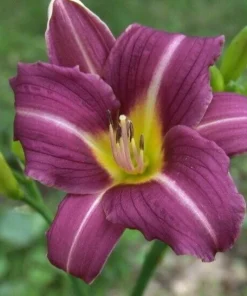 2 Daylily MARY REED Live Perennial Flower Bulbs Bare Root Plants Outdoor Multicolor - Image 3
