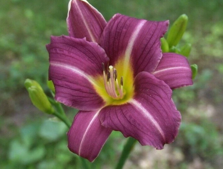 2 Daylily MARY REED Live Perennial Flower Bulbs Bare Root Plants Outdoor Multicolor - Image 3