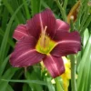 2 Daylily MARY REED Live Perennial Flower Bulbs Bare Root Plants Outdoor Multicolor - Image 1