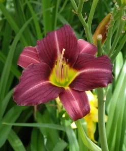 2 Daylily MARY REED Live Perennial Flower Bulbs Bare Root Plants Outdoor Multicolor - Image 1