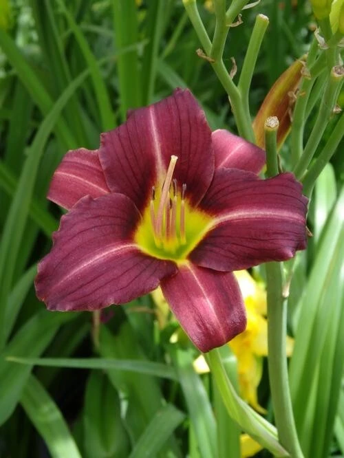 2 Daylily MARY REED Live Perennial Flower Bulbs Bare Root Plants Outdoor Multicolor - Image 1