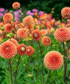2 Dinnerplate Dahlia Tuber - Huge Orange Blooms up to 10