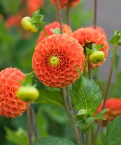 2 Dinnerplate Dahlia Tuber - Huge Orange Blooms up to 10