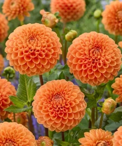 2 Dinnerplate Dahlia Tuber - Huge Orange Blooms up to 10