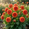 2 Dinnerplate Dahlia Tuber - Huge Orange Blooms up to 10" Wide - Perennial Flower Bulbs - Image 1