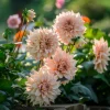 2 Dinnerplate Dahlia Tubers – Beige Blooms up to 10" Wide – Perennial Flower Bulbs - Image 1