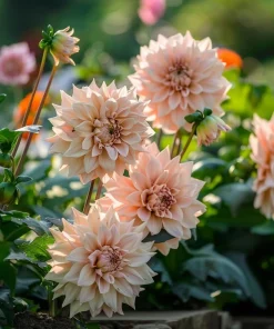 2 Dinnerplate Dahlia Tubers – Beige Blooms up to 10" Wide – Perennial Flower Bulbs - Image 1