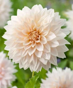 2 Dinnerplate Dahlia Tubers – Beige Blooms up to 10" Wide – Perennial Flower Bulbs - Image 2