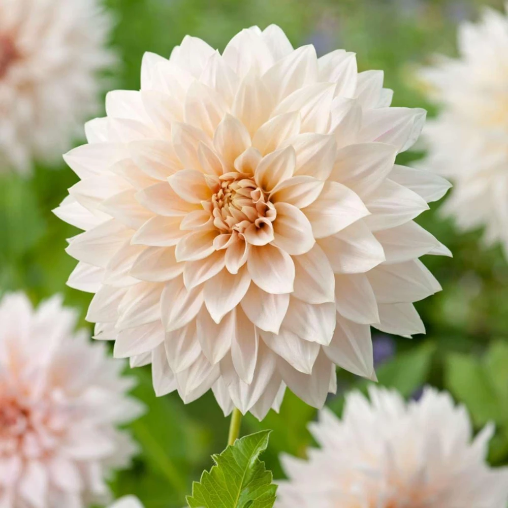 2 Dinnerplate Dahlia Tubers – Beige Blooms up to 10" Wide – Perennial Flower Bulbs - Image 2