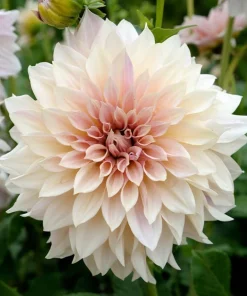 2 Dinnerplate Dahlia Tubers – Beige Blooms up to 10