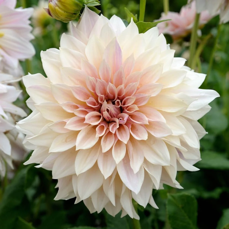 2 Dinnerplate Dahlia Tubers – Beige Blooms up to 10" Wide – Perennial Flower Bulbs - Image 4