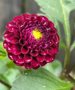 2 Dinnerplate Dahlia Tubers – Dark Red, 10" Huge Ball Shaped Blooms - Image 2