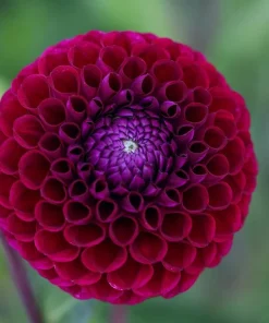 2 Dinnerplate Dahlia Tubers – Dark Red, 10