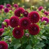2 Dinnerplate Dahlia Tubers – Dark Red, 10" Huge Ball Shaped Blooms - Image 1