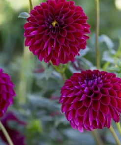 2 Dinnerplate Dahlia Tubers – Dark Red, 10