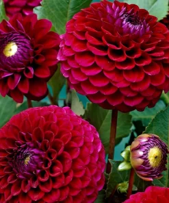 2 Dinnerplate Dahlia Tubers – Dark Red, 10