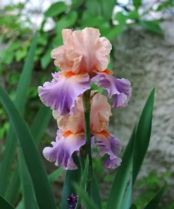 2 Discovered Treasure German Bearded Iris Bulb Root Rhizomes - Beautiful Pastel Colors, Perennial Outdoor - Image 2