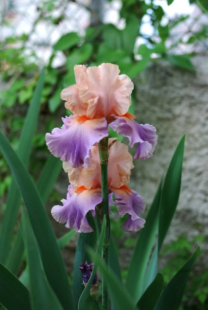 2 Discovered Treasure German Bearded Iris Bulb Root Rhizomes - Beautiful Pastel Colors, Perennial Outdoor - Image 2