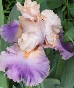 2 Discovered Treasure German Bearded Iris Bulb Root Rhizomes - Beautiful Pastel Colors, Perennial Outdoor - Image 3