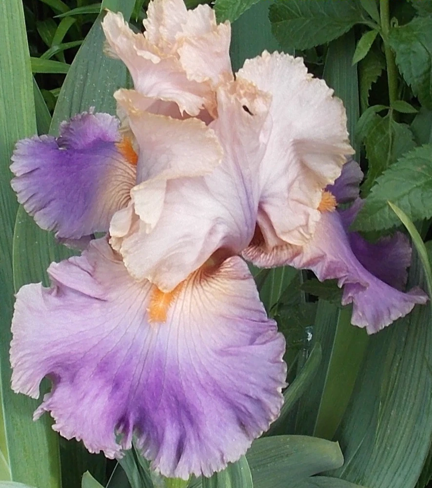2 Discovered Treasure German Bearded Iris Bulb Root Rhizomes - Beautiful Pastel Colors, Perennial Outdoor - Image 3