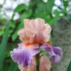 2 Discovered Treasure German Bearded Iris Bulb Root Rhizomes - Beautiful Pastel Colors, Perennial Outdoor - Image 1