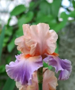 2 Discovered Treasure German Bearded Iris Bulb Root Rhizomes - Beautiful Pastel Colors, Perennial Outdoor - Image 1
