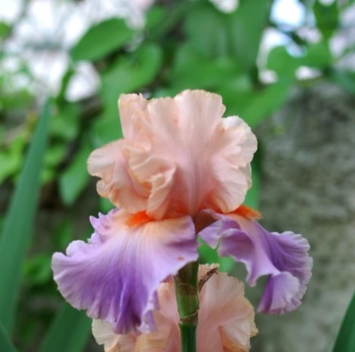 2 Discovered Treasure German Bearded Iris Bulb Root Rhizomes - Beautiful Pastel Colors, Perennial Outdoor - Image 1
